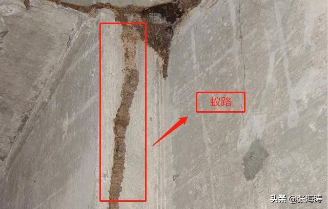 白蚁防治知识大全,海南长时间不住如何防治白蚁