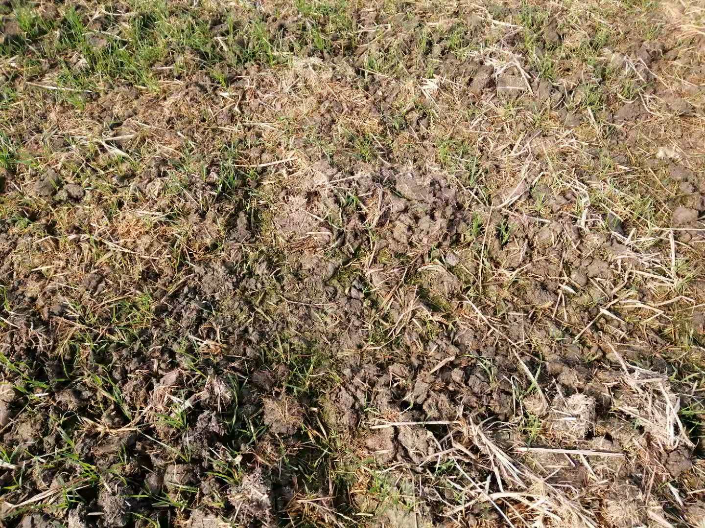 江苏7旬老人种下4千余棵*粟罂**被判5年，家属质疑量刑过重：同类案件当事人种万余棵判刑3年缓刑3年