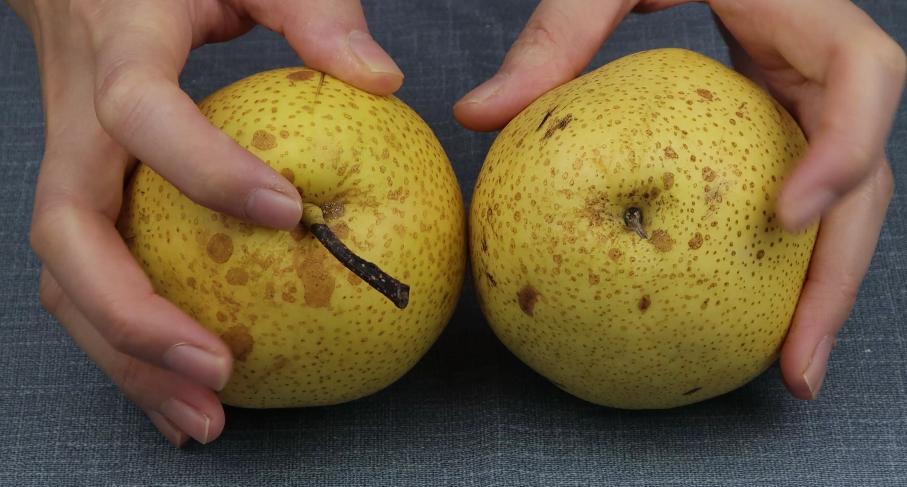 买的梨如何保鲜,买的梨子不氧化是怎么回事