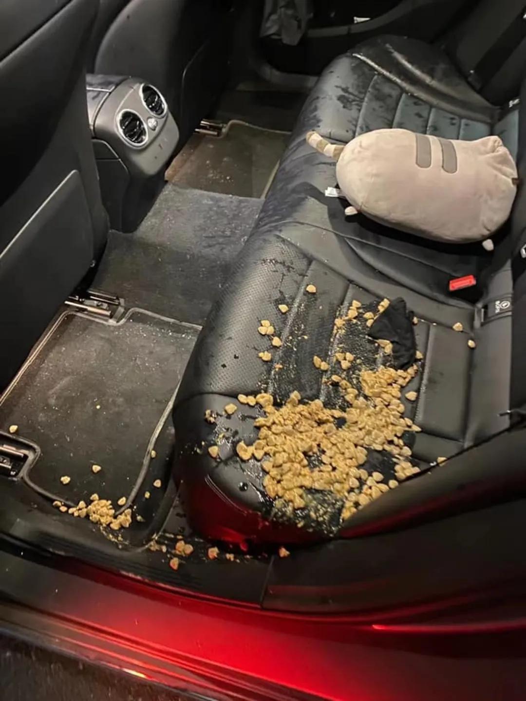 狗狗晕车吐了两次没精神,狗狗晕车吐了主人也吐了