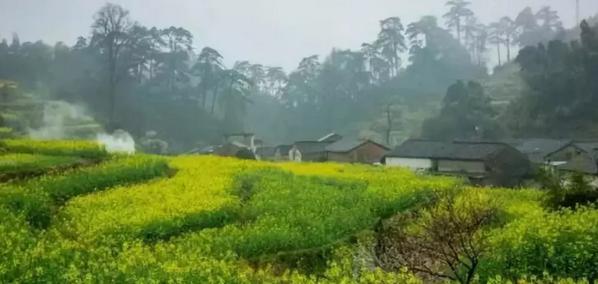 春暖花开的季节我和你如期相约,醉美开化油菜花