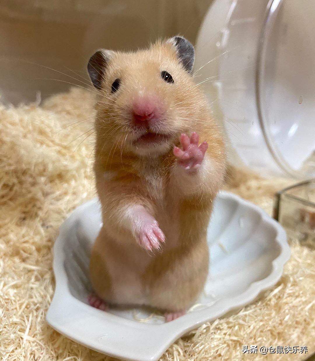 仓鼠为冬眠醒后扭曲爬行,仓鼠睁着眼侧躺不动呼吸动静很大