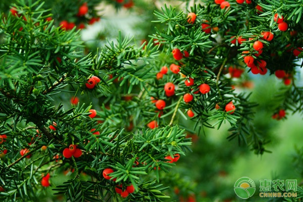 红豆杉种子种植方法,红豆杉种子怎么播种