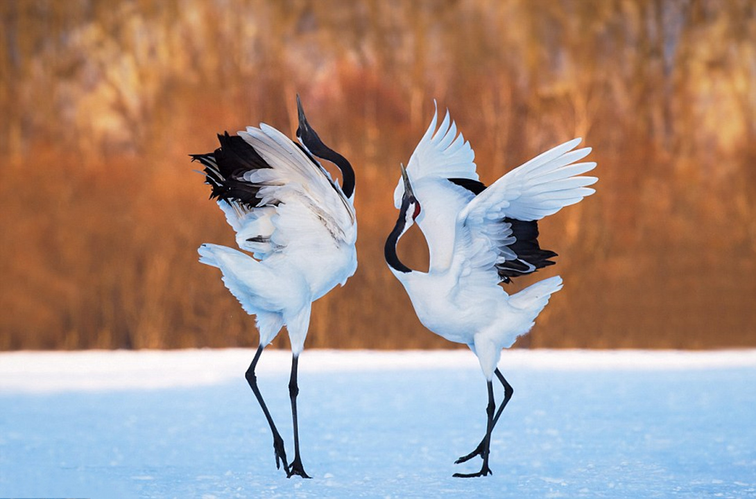 因为太萌差点成为“国鸟”的小肥啾:美丽在可爱面前一无是处