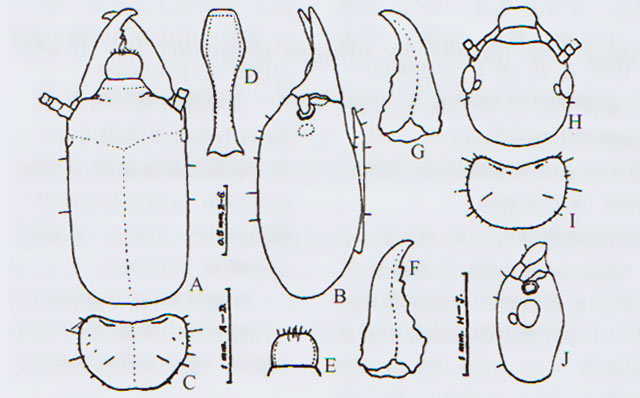 什么是甘肃陇南树兵白蚂蚁？
