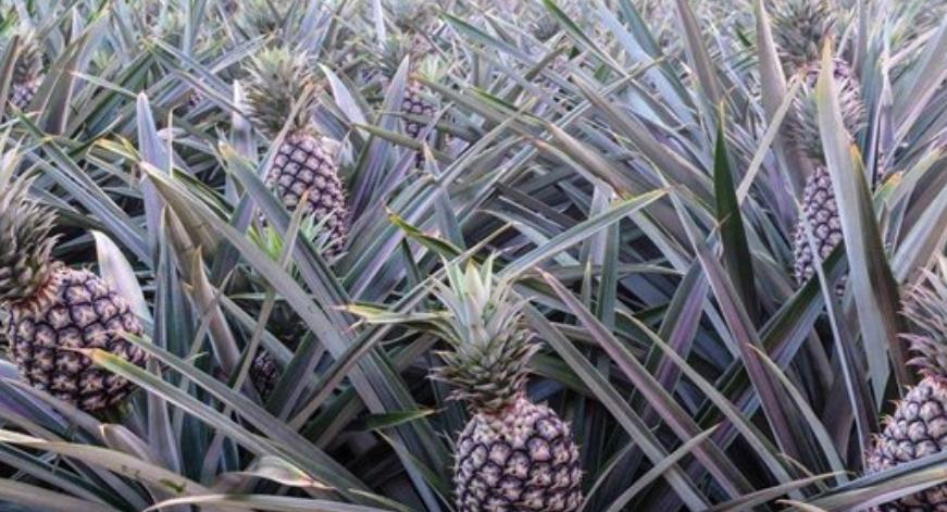 种菠萝的步骤是什么呀,种菠萝需要怎样的土壤