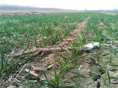 残忍!跟踪器发出死亡预警白枕鹤遇害只剩断腿