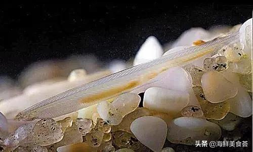 100种不同名字的海鲜,10种常见海鲜大全