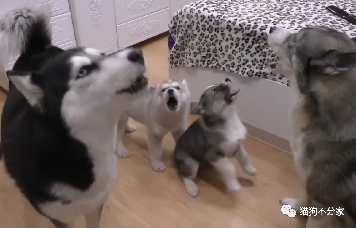 家里狗狗爱打架怎么办,家里狗狗总想咬人怎么办