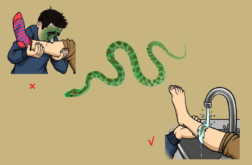 野外遇到大型动物如何自救,如果在野外遇到危险动物该怎么办