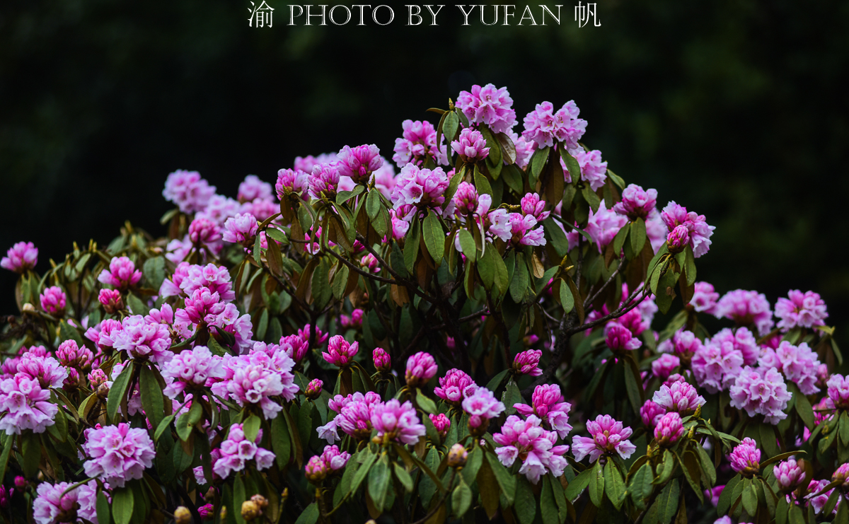 金佛山环山自驾,五一去金佛山最佳路线