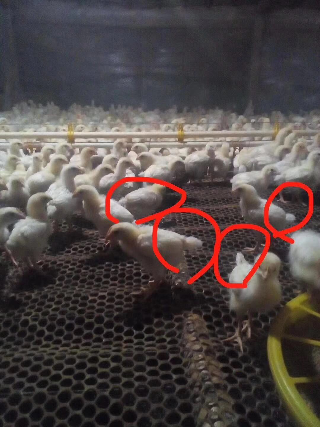 鸡状态不佳是什么原因,为什么鸡长不大