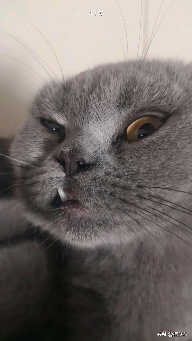 为什么小奶猫不适合和主人一起睡,小奶猫多大可以出窝