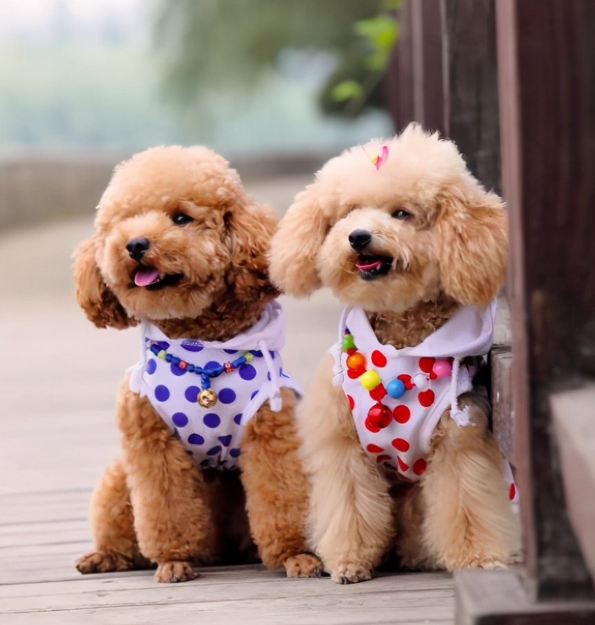 养小型泰迪犬是公的好还是母的好,泰迪犬养公的还是母的好