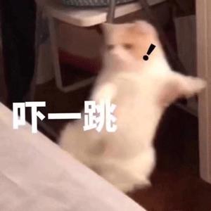 这么可爱的猫咪居然有脚臭,喵星人能有多调皮这些你应该知道