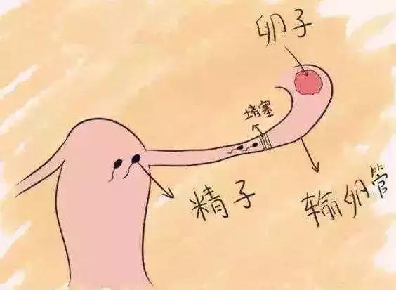 以前怀过孩子现在怎么怀不上了,身体都好着一直怀不上孩子啥原因