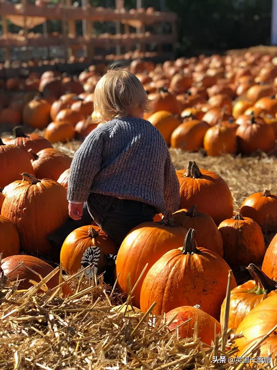 南瓜大作战攻略,南瓜大作战有几个地点