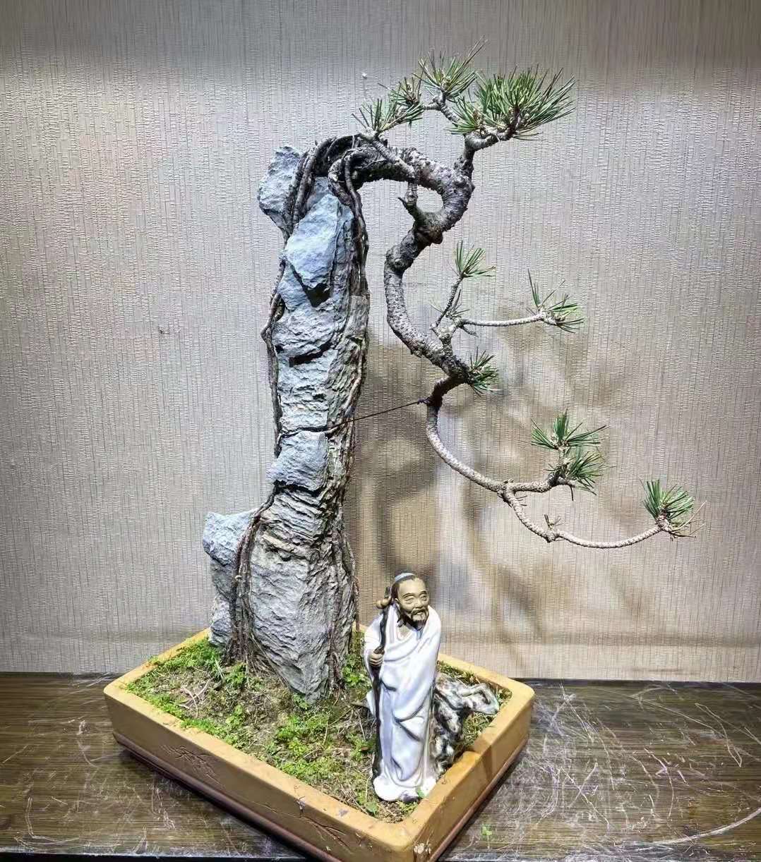 附石黑松的养护技巧 (大附石黑松)