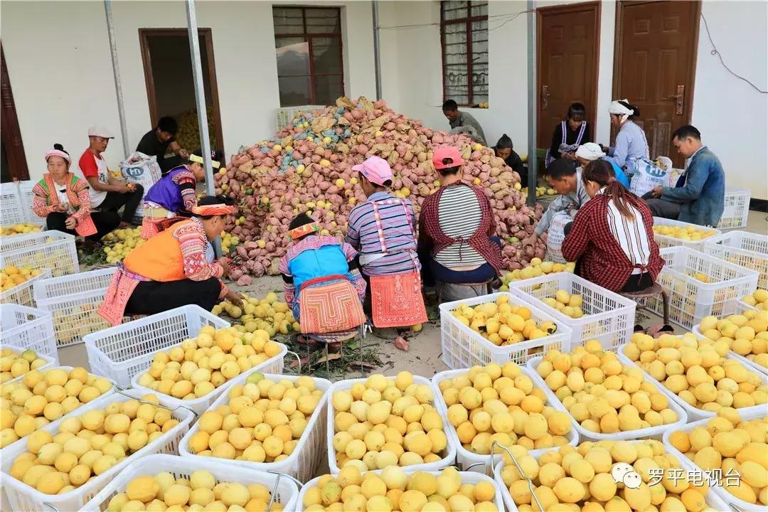 好消息！罗平鲁布革千亩柠檬丰收登上中央电视台！