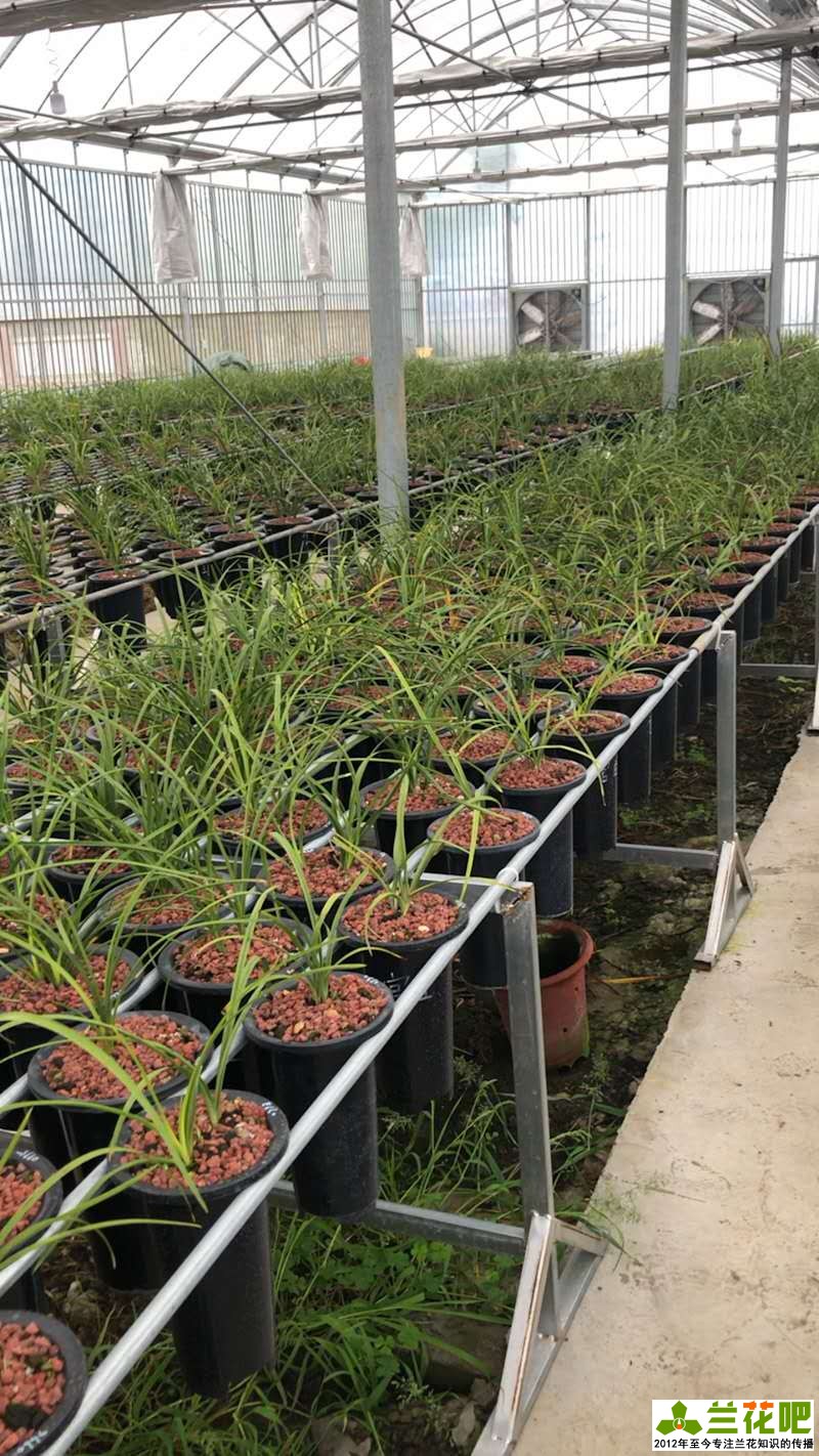 兰花的观赏特性及用途是什么,兰花的观赏特性及用途图片