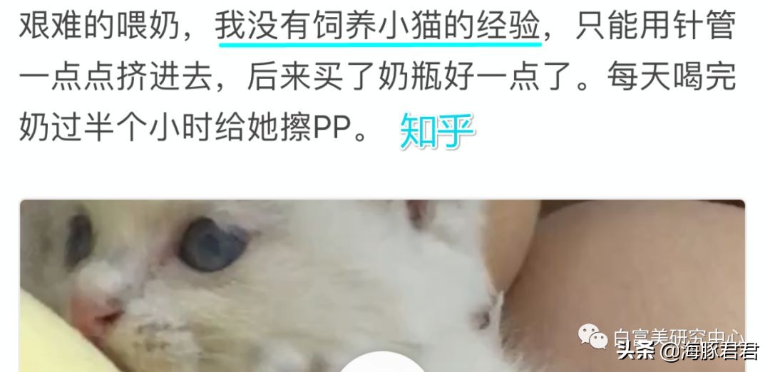 北京小公主靠吸猫血成百万大V，直播整容、大照骗、2年养死3只猫