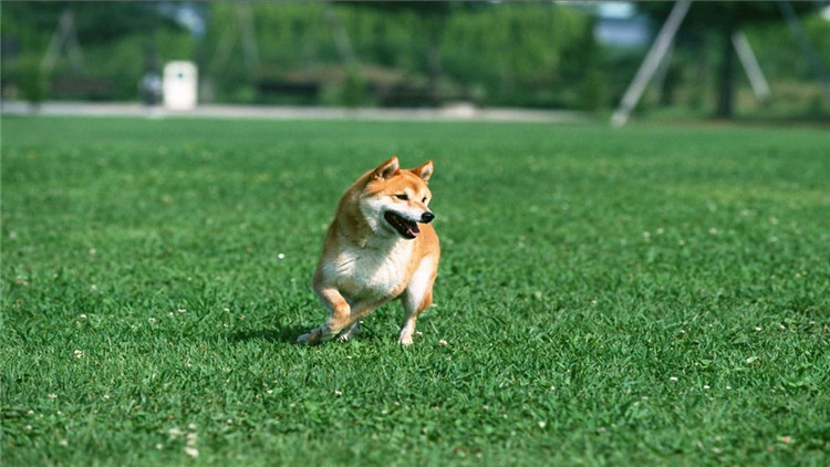主人怀孕狗狗注意事项,狗狗怀孕40多天饮食方面怎样最好