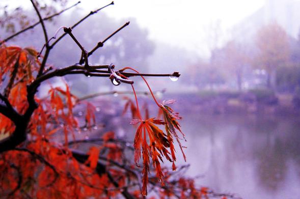 初冬最美诗词赏析,描写初冬的诗词大全