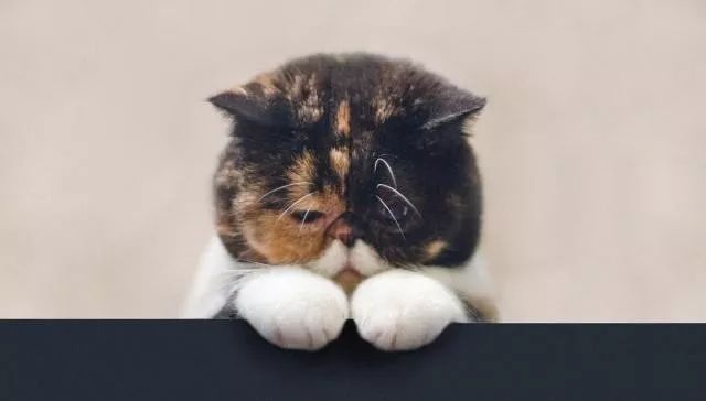 什么叫三花猫和橘猫,什么是三花猫