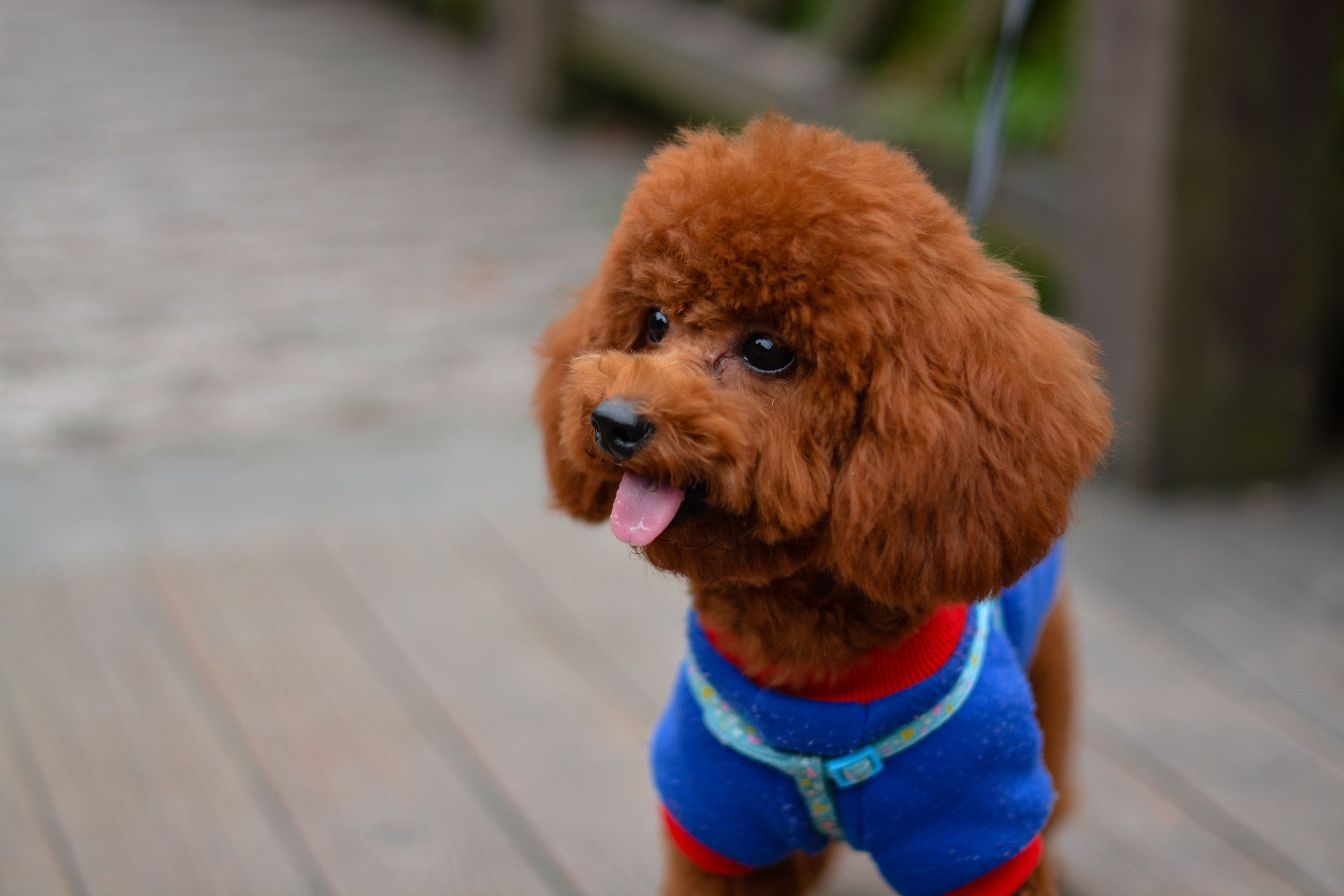 为什么泰迪很讨厌,为什么有些人讨厌泰迪