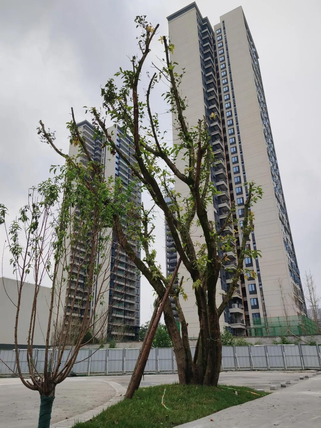 美呆~金牛又一小学校，改扩建完成！