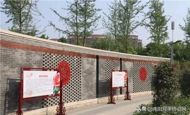 南阳月季欣赏的地方,南阳大月季