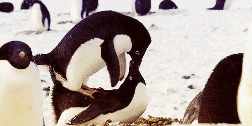 企鹅这些年把我们骗得好苦，它们根本不是什么好鹅，个个都是极品