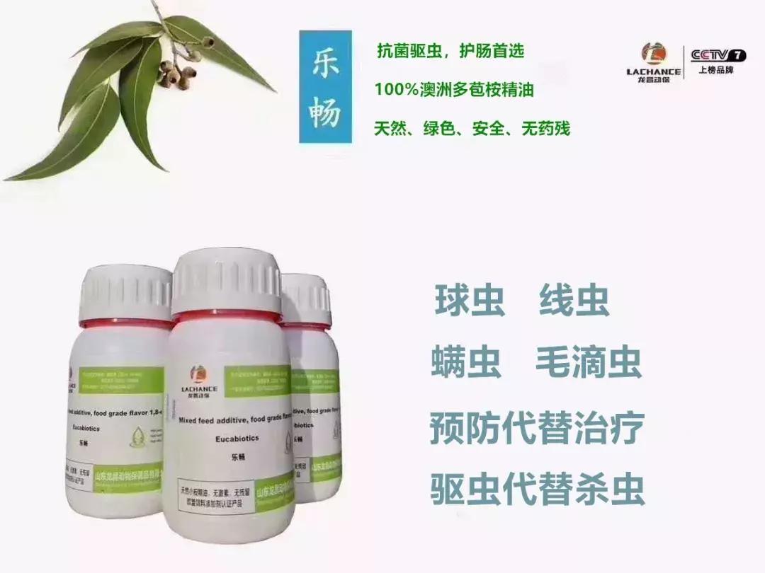 鸽子终身携带毛滴虫，高温高湿季节尤其严重，预防是重中之重