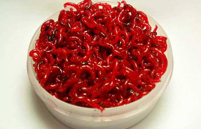 污水处理池红虫怎么处理,手破了碰到红虫了怎么处理