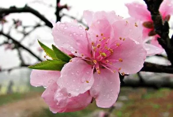 男带寡宿加红艳是什么意思,男带红艳煞什么意思