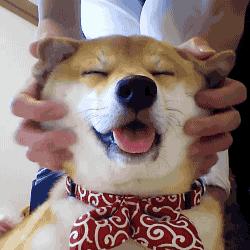 让狗狗开心的六件事｜铲屎官快码住吧