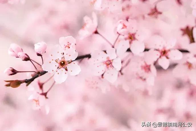 苏轼关于春天10首经典诗词,45首最美诗词送给春天可打印