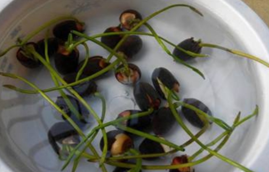 碗莲立叶就是快开花了吗,碗莲立叶多长时间开花