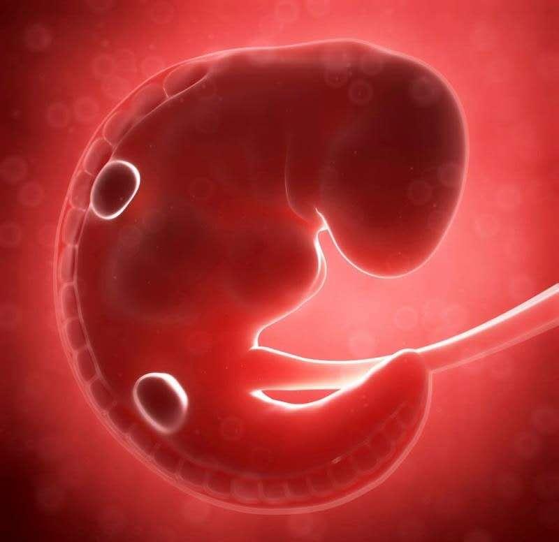 产科医生讲述胎儿发育过程,孕妇胎儿发育过程视频