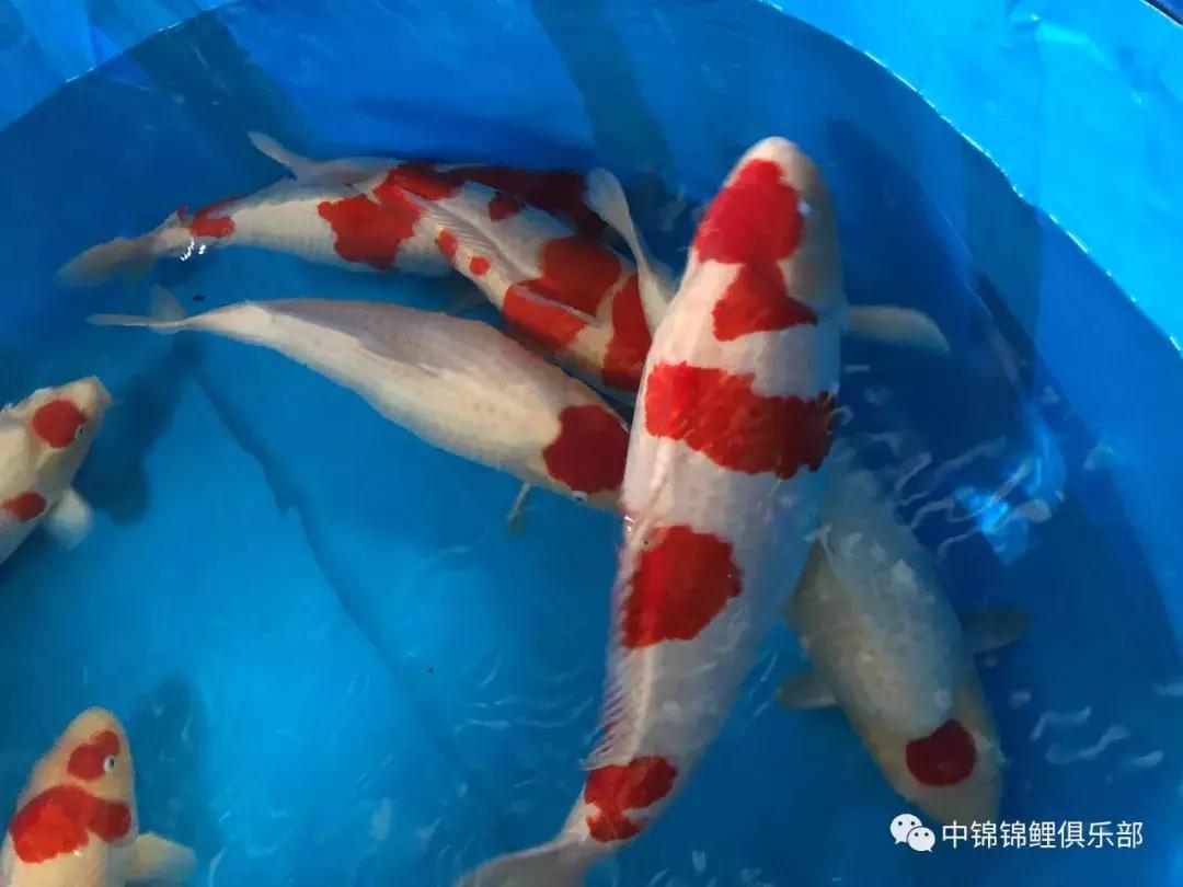 閿﹂菠鍠傞杩囧鏈変粈涔堢棁鐘跺悧,鏃ユ湰閿﹂菠鎬庝箞鍠傞