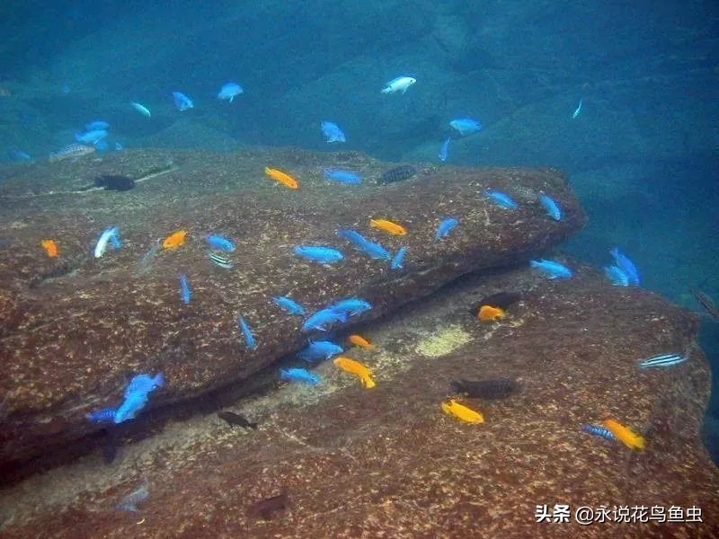 三湖慈鲷鱼肚子瘪,三湖慈鲷和老鼠鱼