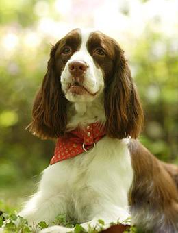 有几种大耳朵狗,大耳朵狗有什么特征