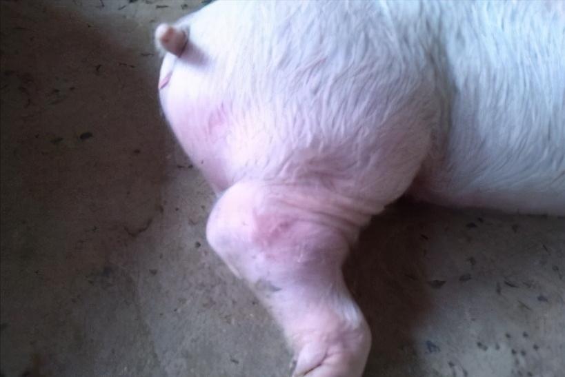 磺胺治猪病的最佳方法视频,猪用磺胺药有哪几种