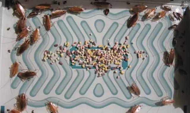 蟑螂的处理办法家用,蟑螂的处理办法