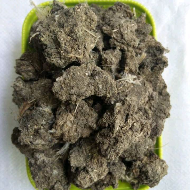 芦根的盆栽技巧,芦蒿种植不嫩怎么办