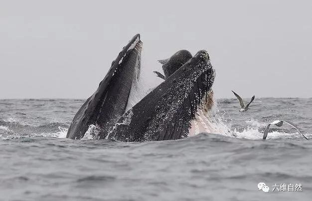 爱捕鱼的海狮座头鲸,小海狮被虎鲸群殴爬上船求救后