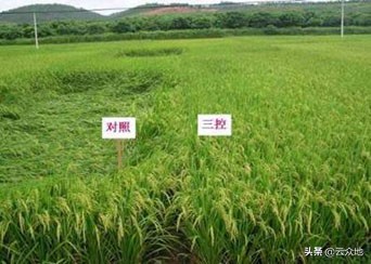 水稻施肥管理技术视频,水稻各时期施肥量和施肥方法