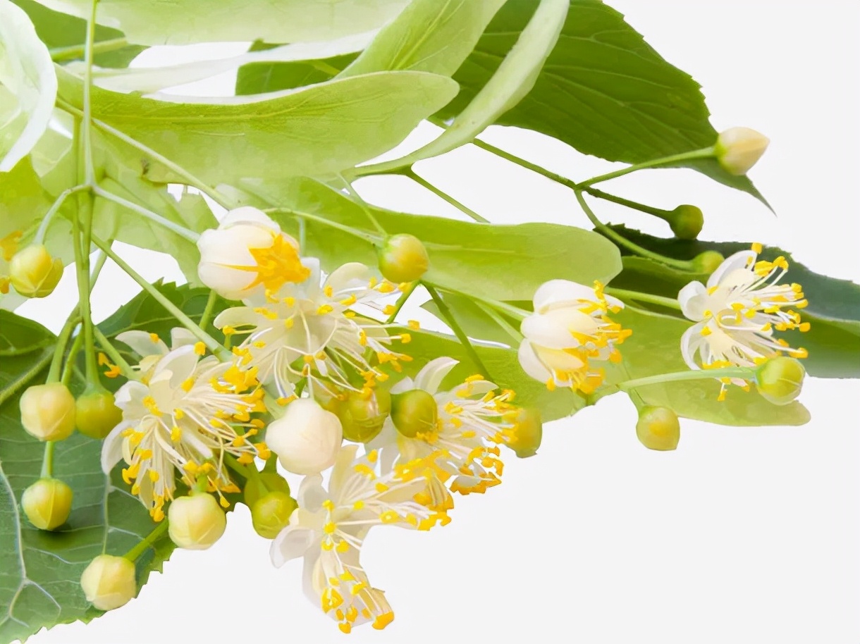 药食同源草本精华,药食蜂蜜