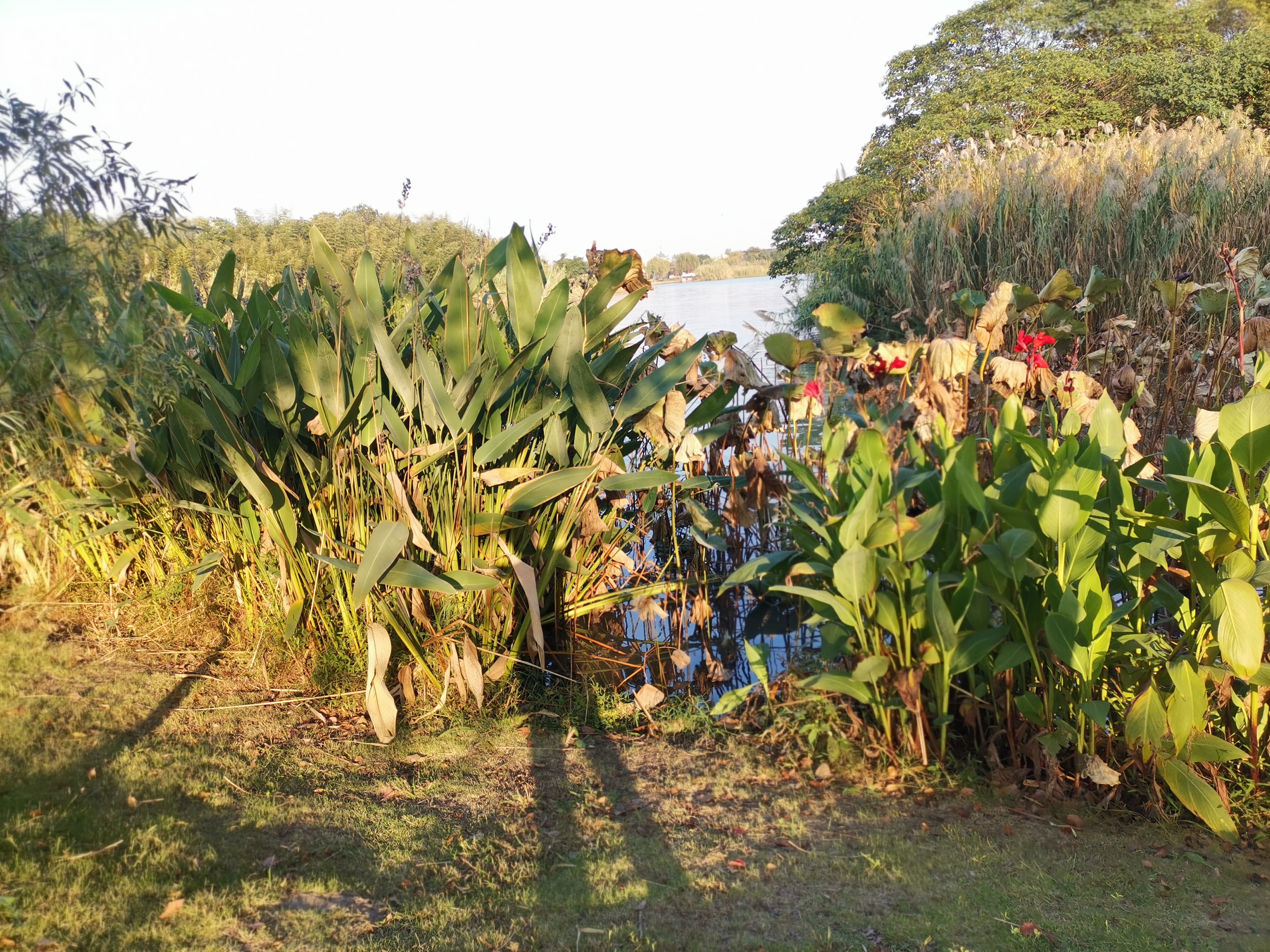 沙家浜是当今的哪个地方,真正的沙家浜在常熟吗