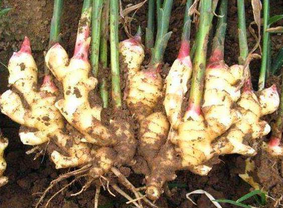 阳台上盆栽姜种图片,阳台花盆种姜怎么种